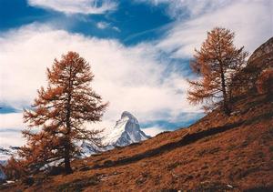 Matterhorn and two larch trees