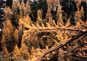 Larch branch close up against forest