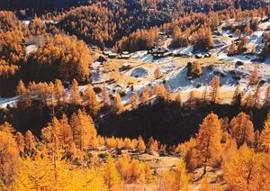 Larch forest and small village