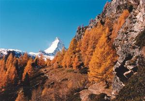 Matterhorn behind larch trees and rocks along path