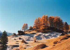 Larch trees and hut on a hill