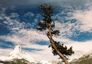 Single tree in front of the Matterhorn