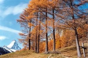 Matterhorn with row of larch trees, cross