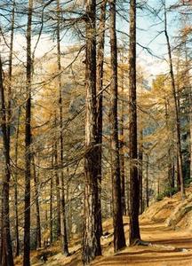 Path through larch forest