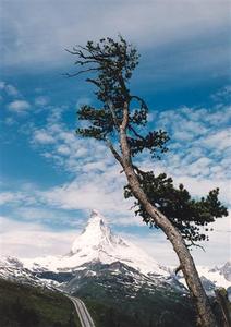 Single tree in front of the Matterhorn and rail track