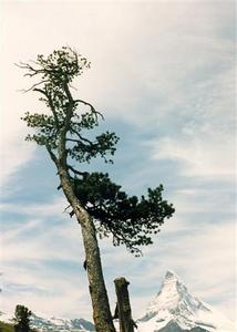 Single tree in front of the Matterhorn