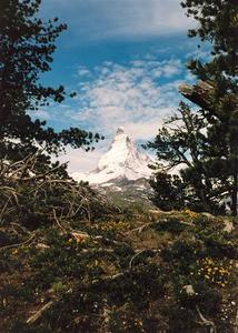 Matterhorn and blue sky through green foliage