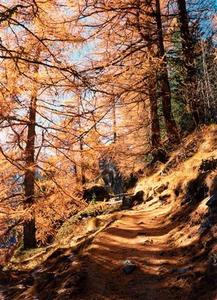 Path through larch forest