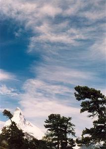 Matterhorn with larch trees and cloudy blue sky