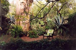 Eucalyptus tree patio at the Lindley House