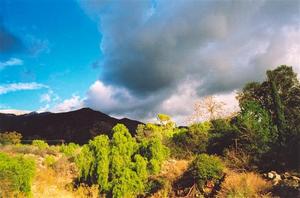 Dark clouds in blue sky, shrubs