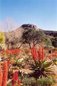 'Taft' Gardens in Ojai, Aloe Vera blossoms?