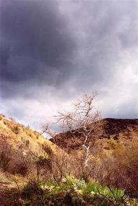 Bare tree on dried out hills, heavy clouds