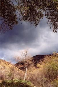 Bare tree on dried out hills, heavy clouds, foliage at the top