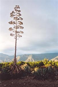 Cactus blossom in front of mountain