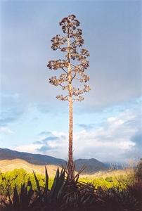 Cactus blossom with mountain background