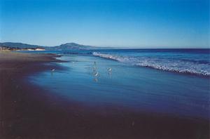 Birds on the beach