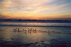Birds on the beach at sunset, waves