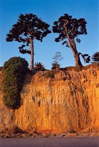 Cliff with two trees