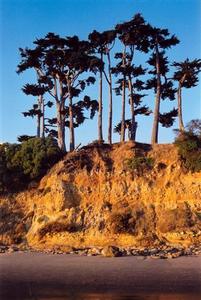 Cliff with trees