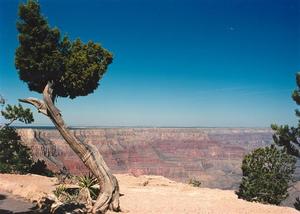 Grand Canyon, Tree