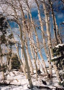 Trees in Jasper, Canada