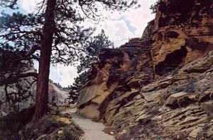 Path woth rocks and pine trees, Zion