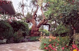 Pine cottage patio with the Pepper Tree