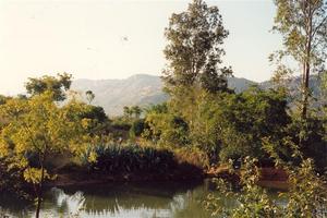 Pond and trees, Rishy Valley