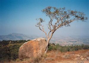 Tree growing along rock, view of the valley, R.V.
