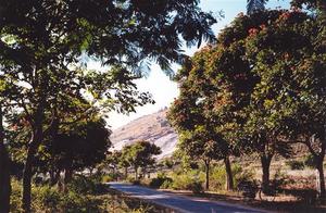 Trees with red flowers along road, R.V.