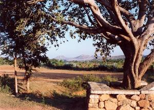 Tree, field and hills in the background