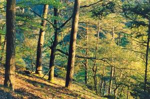 Pine Forest in spring, light greens