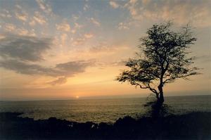 Sunset over ocean, bare tree on the coast