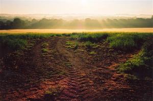 Golden field and rays of sun