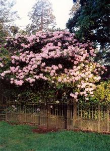 Pink Rhododendron tree at the front entrance of the Grove