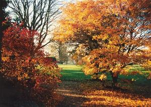 Japanese maple tree with orange leaves