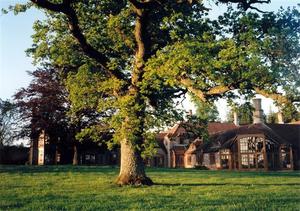 Oak Tree in front of Center