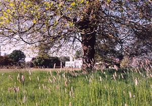 School as seen through tall grass and trees