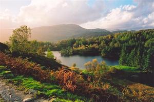 Lake and colourful forest from path, brown fern