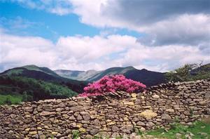 Pink Rhododenrons behind stone wall, hills and clouds