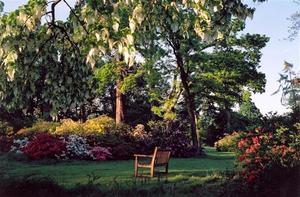 Bench and flower covered bushes in the Grove