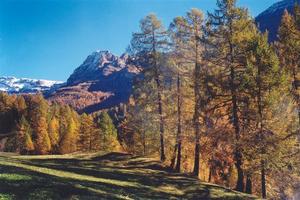 Pine tree forest in fall and mountain in Leukerbad