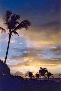 Palm trees and sun rays by the coast at sunset