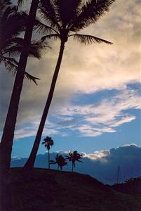 Palm trees and clouds after sunset