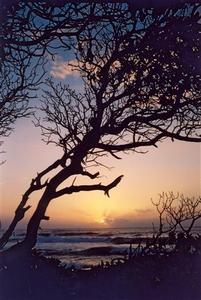 Setting sun through dried shrubs