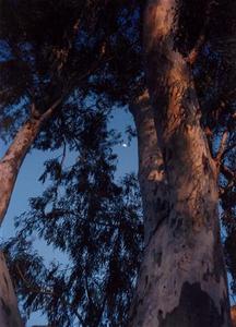 Moon through Eucalyptus trees