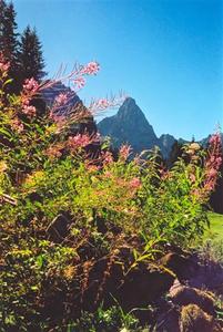 R?ºbli, pink flowers, blue sky