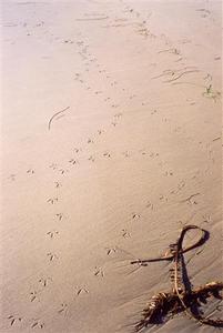 Bird 'foot prints' on the sand
