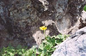 Yellow flower in rocks